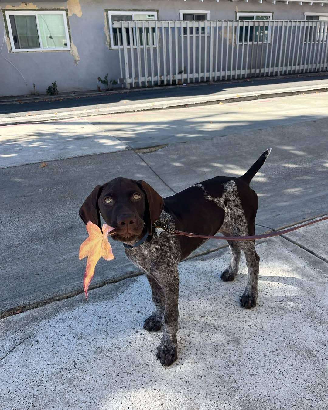 Caesar male German Shorthair Pointer